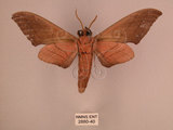 中文名:直翅六點天蛾(2880-40)學名:Marumba cristata bukaiana Clark, 1937(2880-40)中文別名:楠六點天蛾