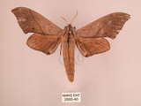 中文名:直翅六點天蛾(2880-40)學名:Marumba cristata bukaiana Clark, 1937(2880-40)中文別名:楠六點天蛾