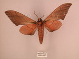 中文名:直翅六點天蛾(2880-420)學名:Marumba cristata bukaiana Clark, 1937(2880-420)中文別名:楠六點天蛾