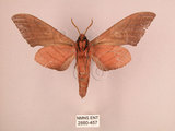 中文名:直翅六點天蛾(2880-457)學名:Marumba cristata bukaiana Clark, 1937(2880-457)中文別名:楠六點天蛾