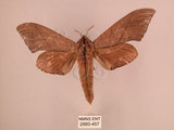 中文名:直翅六點天蛾(2880-457)學名:Marumba cristata bukaiana Clark, 1937(2880-457)中文別名:楠六點天蛾