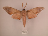 中文名:直翅六點天蛾(2948-349)學名:Marumba cristata bukaiana Clark, 1937(2948-349)中文別名:楠六點天蛾