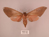 中文名:直翅六點天蛾(3161-792)學名:Marumba cristata bukaiana Clark, 1937(3161-792)中文別名:楠六點天蛾