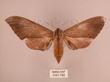 中文名:直翅六點天蛾(3161-792)學名:Marumba cristata bukaiana Clark, 1937(3161-792)中文別名:楠六點天蛾