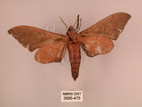 中文名:直翅六點天蛾(3686-476)學名:Marumba cristata bukaiana Clark, 1937(3686-476)中文別名:楠六點天蛾