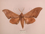 中文名:直翅六點天蛾(511-2115)學名:Marumba cristata bukaiana Clark, 1937(511-2115)中文別名:楠六點天蛾