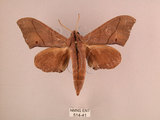 中文名:直翅六點天蛾(514-41)學名:Marumba cristata bukaiana Clark, 1937(514-41)中文別名:楠六點天蛾