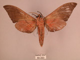 中文名:直翅六點天蛾(66-293)學名:Marumba cristata bukaiana Clark, 1937(66-293)中文別名:楠六點天蛾