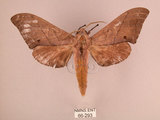 中文名:直翅六點天蛾(66-293)學名:Marumba cristata bukaiana Clark, 1937(66-293)中文別名:楠六點天蛾