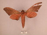 中文名:直翅六點天蛾(735-1)學名:Marumba cristata bukaiana Clark, 1937(735-1)中文別名:楠六點天蛾