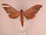 中文名:直翅六點天蛾(735-1)學名:Marumba cristata bukaiana Clark, 1937(735-1)中文別名:楠六點天蛾