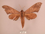中文名:直翅六點天蛾(817-21)學名:Marumba cristata bukaiana Clark, 1937(817-21)中文別名:楠六點天蛾
