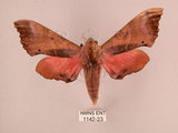中文名:桃紅六點天蛾(1142-23)學名:Marumba gaschkewitschii gressitti Clark, 1937(1142-23)中文別名:桃六點天蛾