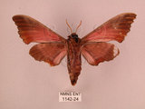 中文名:桃紅六點天蛾(1142-24)學名:Marumba gaschkewitschii gressitti Clark, 1937(1142-24)中文別名:桃六點天蛾