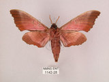 中文名:桃紅六點天蛾(1142-28)學名:Marumba gaschkewitschii gressitti Clark, 1937(1142-28)中文別名:桃六點天蛾