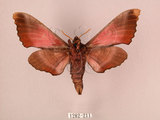 中文名:桃紅六點天蛾(1282-211)學名:Marumba gaschkewitschii gressitti Clark, 1937(1282-211)中文別名:桃六點天蛾