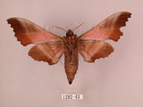中文名:桃紅六點天蛾(1282-43)學名:Marumba gaschkewitschii gressitti Clark, 1937(1282-43)中文別名:桃六點天蛾