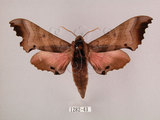 中文名:桃紅六點天蛾(1282-43)學名:Marumba gaschkewitschii gressitti Clark, 1937(1282-43)中文別名:桃六點天蛾