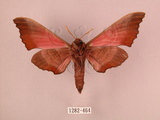 中文名:桃紅六點天蛾(1282-464)學名:Marumba gaschkewitschii gressitti Clark, 1937(1282-464)中文別名:桃六點天蛾