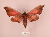 中文名:桃紅六點天蛾(1282-484)學名:Marumba gaschkewitschii gressitti Clark, 1937(1282-484)中文別名:桃六點天蛾