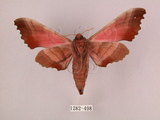 中文名:桃紅六點天蛾(1282-498)學名:Marumba gaschkewitschii gressitti Clark, 1937(1282-498)中文別名:桃六點天蛾