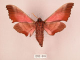 中文名:桃紅六點天蛾(1282-645)學名:Marumba gaschkewitschii gressitti Clark, 1937(1282-645)中文別名:桃六點天蛾