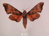 中文名:桃紅六點天蛾(1282-661)學名:Marumba gaschkewitschii gressitti Clark, 1937(1282-661)中文別名:桃六點天蛾
