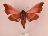 中文名:桃紅六點天蛾(1282-697)學名:Marumba gaschkewitschii gressitti Clark, 1937(1282-697)中文別名:桃六點天蛾
