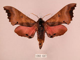 中文名:桃紅六點天蛾(1282-697)學名:Marumba gaschkewitschii gressitti Clark, 1937(1282-697)中文別名:桃六點天蛾
