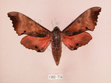中文名:桃紅六點天蛾(1282-716)學名:Marumba gaschkewitschii gressitti Clark, 1937(1282-716)中文別名:桃六點天蛾
