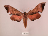 中文名:桃紅六點天蛾(1282-811)學名:Marumba gaschkewitschii gressitti Clark, 1937(1282-811)中文別名:桃六點天蛾