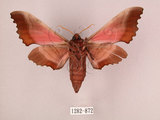 中文名:桃紅六點天蛾(1282-872)學名:Marumba gaschkewitschii gressitti Clark, 1937(1282-872)中文別名:桃六點天蛾