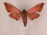 中文名:桃紅六點天蛾(1575-204)學名:Marumba gaschkewitschii gressitti Clark, 1937(1575-204)中文別名:桃六點天蛾