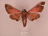 中文名:桃紅六點天蛾(1575-226)學名:Marumba gaschkewitschii gressitti Clark, 1937(1575-226)中文別名:桃六點天蛾