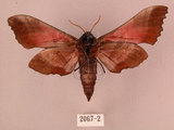 中文名:桃紅六點天蛾(2067-2)學名:Marumba gaschkewitschii gressitti Clark, 1937(2067-2)中文別名:桃六點天蛾