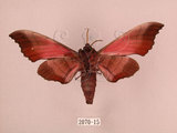 中文名:桃紅六點天蛾(2070-15)學名:Marumba gaschkewitschii gressitti Clark, 1937(2070-15)中文別名:桃六點天蛾