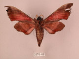 中文名:桃紅六點天蛾(2070-69)學名:Marumba gaschkewitschii gressitti Clark, 1937(2070-69)中文別名:桃六點天蛾