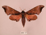 中文名:桃紅六點天蛾(2094-57)學名:Marumba gaschkewitschii gressitti Clark, 1937(2094-57)中文別名:桃六點天蛾