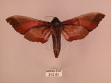 中文名:桃紅六點天蛾(212-61)學名:Marumba gaschkewitschii gressitti Clark, 1937(212-61)中文別名:桃六點天蛾