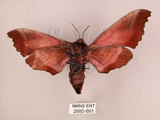 中文名:桃紅六點天蛾(2680-691)學名:Marumba gaschkewitschii gressitti Clark, 1937(2680-691)中文別名:桃六點天蛾