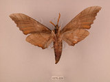 中文名:栗六點天蛾(1575-229)學名:Marumba sperchius (Menetries, 1857)(1575-229)中文別名:後褐六點天蛾