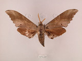 中文名:栗六點天蛾(1575-229)學名:Marumba sperchius (Menetries, 1857)(1575-229)中文別名:後褐六點天蛾