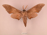 中文名:栗六點天蛾(1575-230)學名:Marumba sperchius (Menetries, 1857)(1575-230)中文別名:後褐六點天蛾