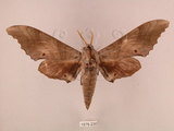 中文名:栗六點天蛾(1575-230)學名:Marumba sperchius (Menetries, 1857)(1575-230)中文別名:後褐六點天蛾