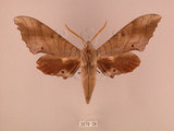 中文名:栗六點天蛾(2070-28)學名:Marumba sperchius (Menetries, 1857)(2070-28)中文別名:後褐六點天蛾