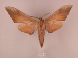 中文名:栗六點天蛾(2070-30)學名:Marumba sperchius (Menetries, 1857)(2070-30)中文別名:後褐六點天蛾