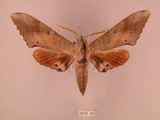 中文名:栗六點天蛾(2070-30)學名:Marumba sperchius (Menetries, 1857)(2070-30)中文別名:後褐六點天蛾