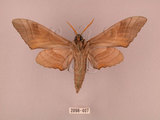 中文名:栗六點天蛾(2098-407)學名:Marumba sperchius (Menetries, 1857)(2098-407)中文別名:後褐六點天蛾