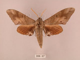 中文名:栗六點天蛾(2098-407)學名:Marumba sperchius (Menetries, 1857)(2098-407)中文別名:後褐六點天蛾