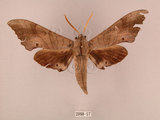 中文名:栗六點天蛾(2098-57)學名:Marumba sperchius (Menetries, 1857)(2098-57)中文別名:後褐六點天蛾